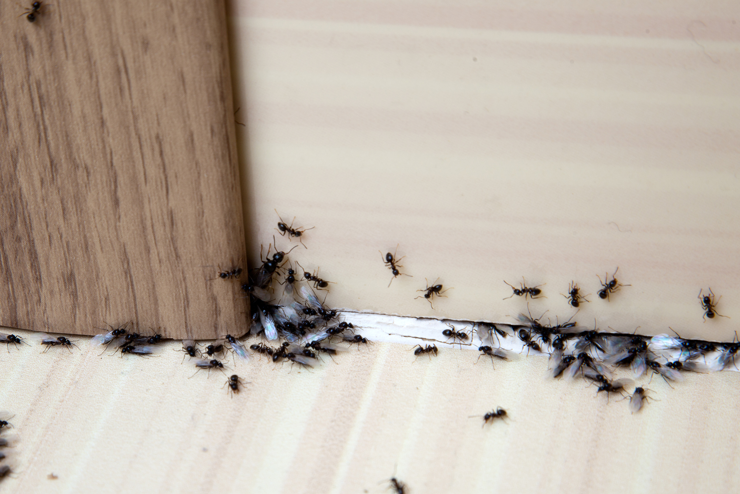Invasion d'insectes dans les maisons au printemps au Québec.