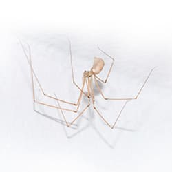 Extermination araignée de cave Québec