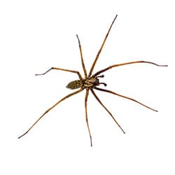 Extermination araignée domestique Québec