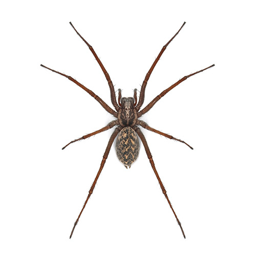 Extermination araignée Québec