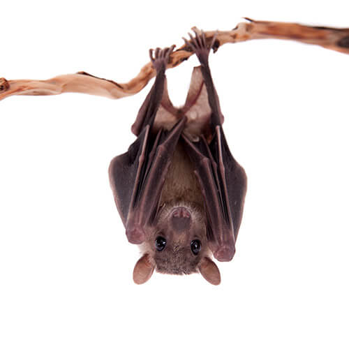 Extermination chauve-souris Québec