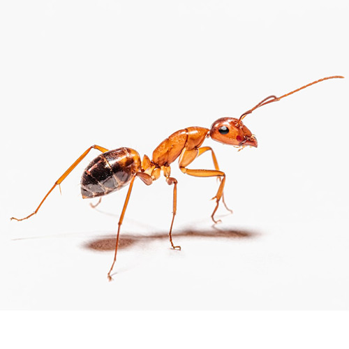 Extermination fourmis pharaon Québec