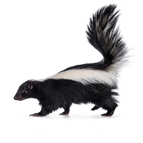 Trappage mouffette Québec