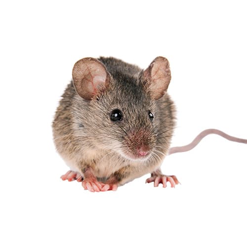 Extermination mulot Québec