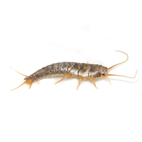 Extermination Poisson d'argent Québec