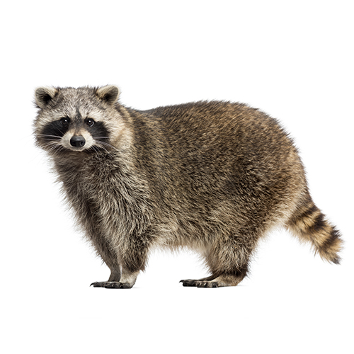 Trappage raton laveur Québec