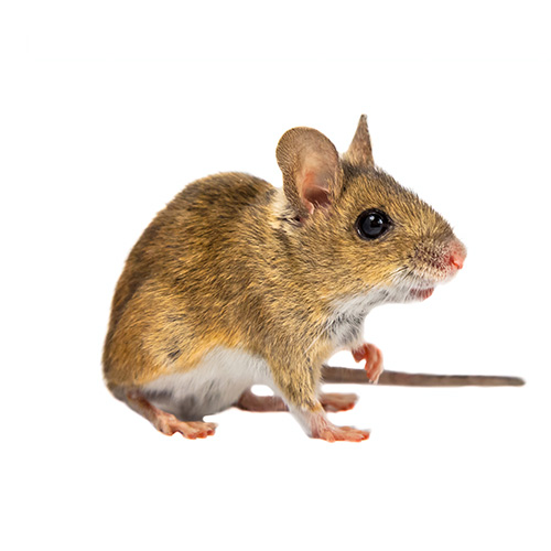 Extermination souris sylvestre Québec