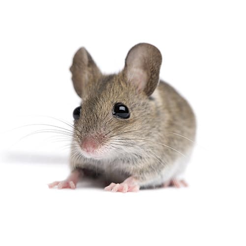 Extermination souris commune Québec