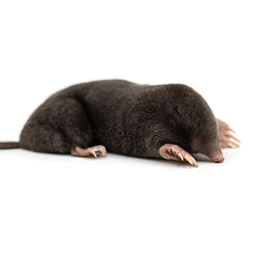 Extermination taupe Québec